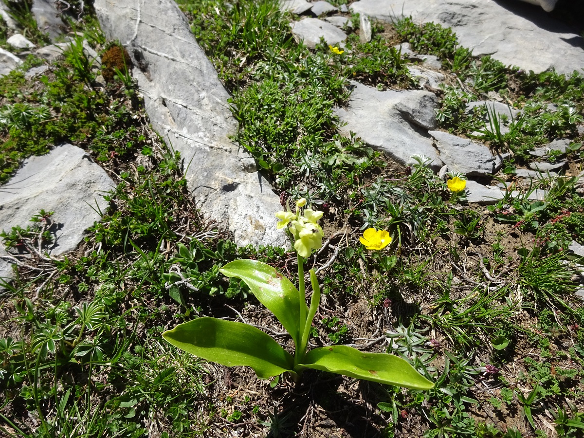 Orchis pallens (Orchidaceae)